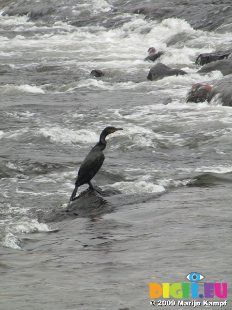 SX10391 Cormorant (Phalacrocorax carbo) sitting on rock in Taff near Blackweir